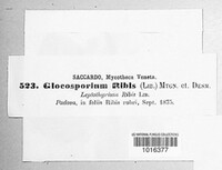 Drepanopeziza ribis image